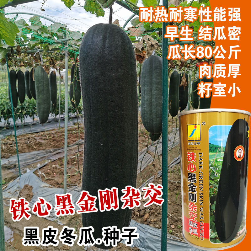 黑皮冬瓜种子金记铁心黑金刚杂交黑冬瓜种子个大实心耐运输抗