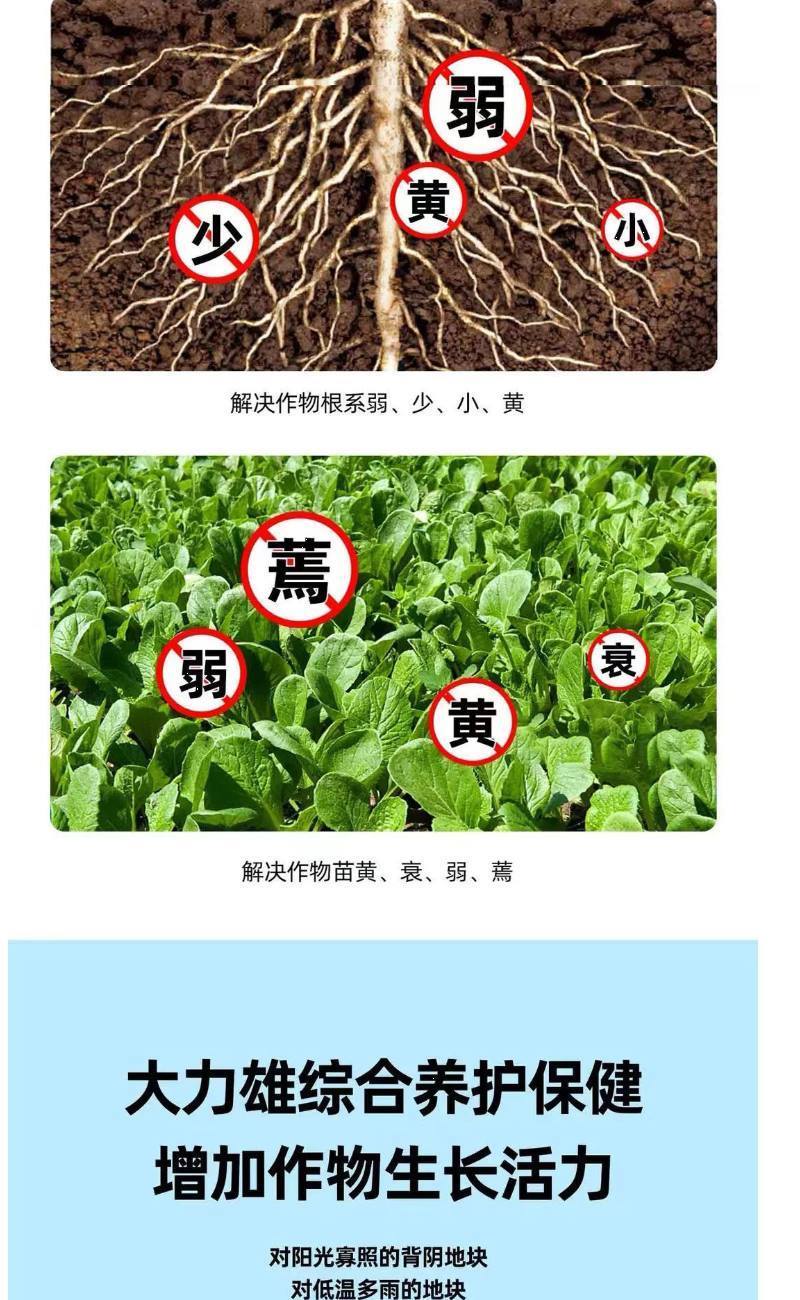 山药材抗病增产肥半夏石菖蒲党参黄叶卷叶五指毛桃无激素膨大