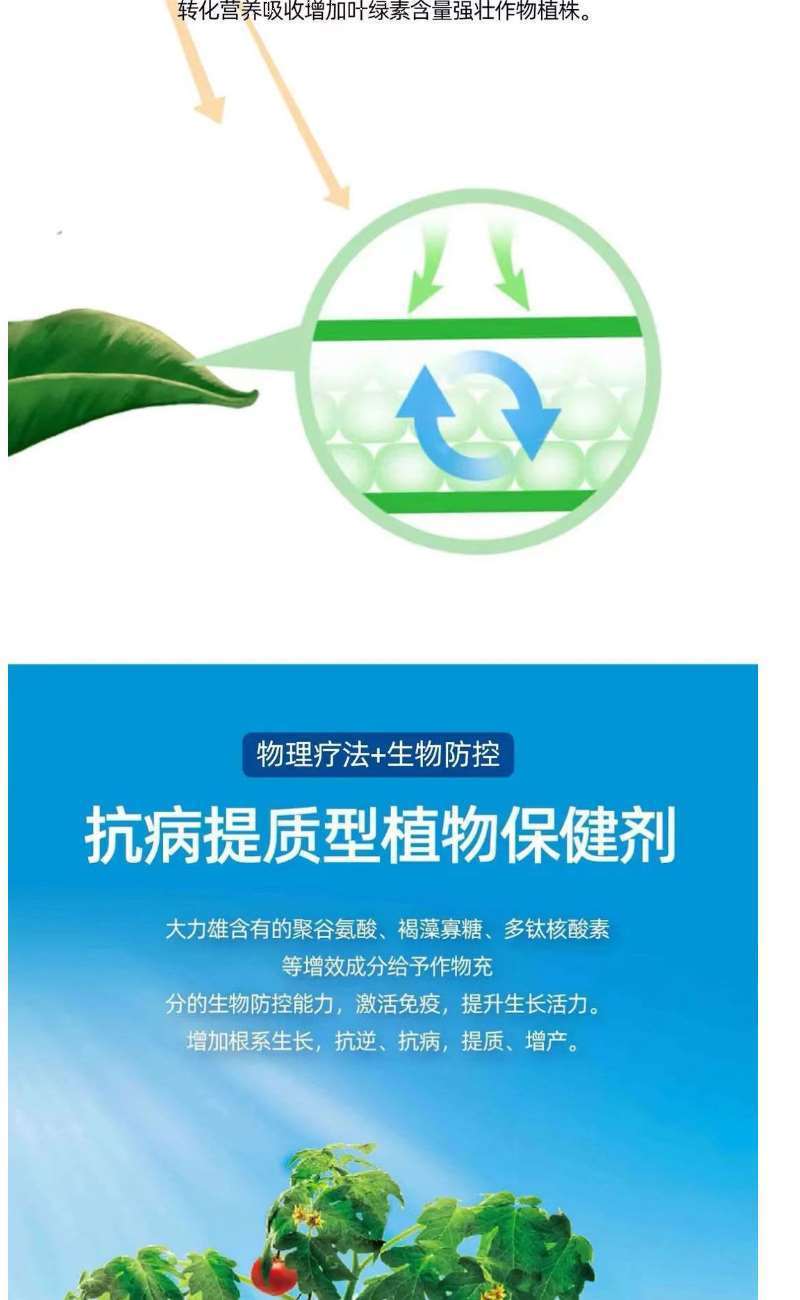山药材抗病增产肥半夏石菖蒲党参黄叶卷叶五指毛桃无激素膨大