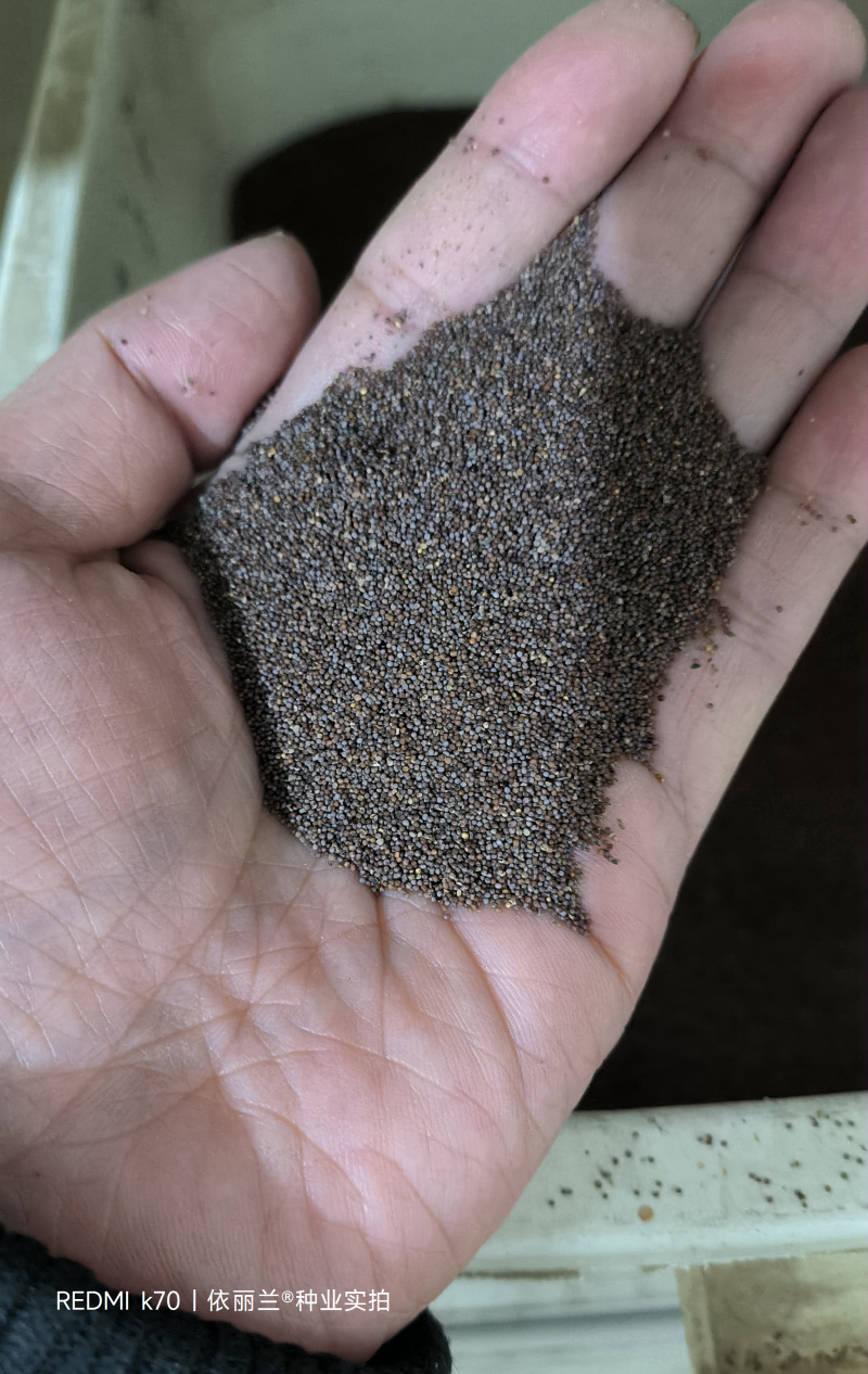 矮牵牛种子重瓣矮牵牛花，四季开花牵牛花种子