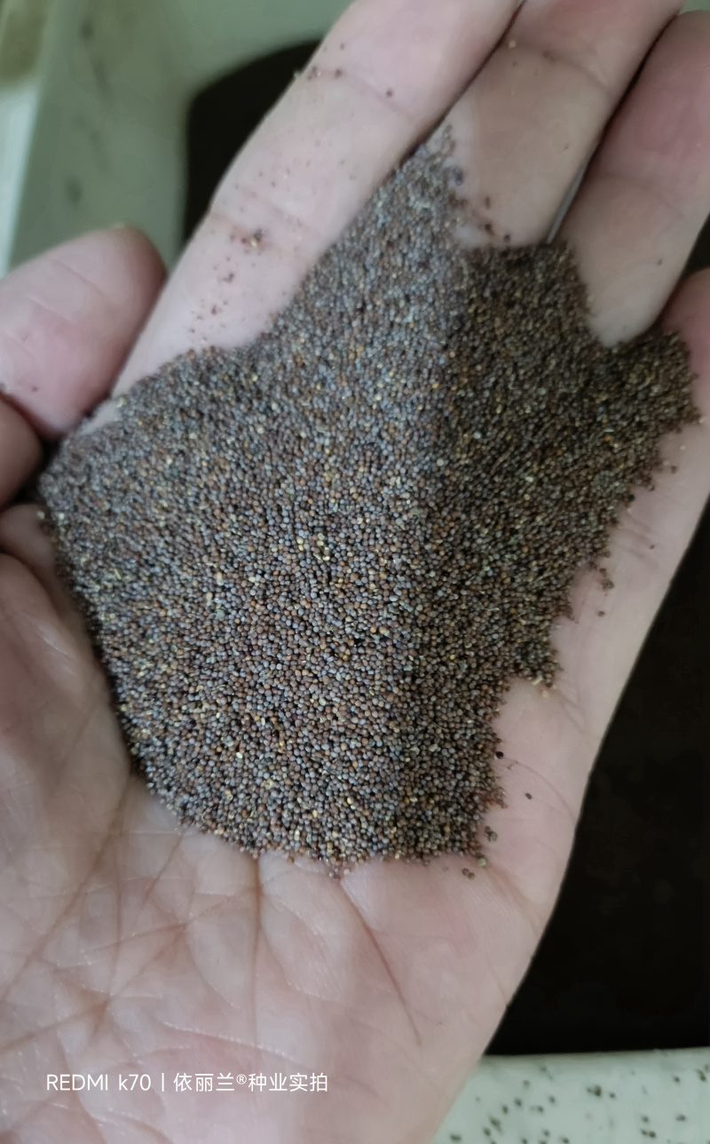 矮牵牛种子重瓣矮牵牛花，四季开花牵牛花种子