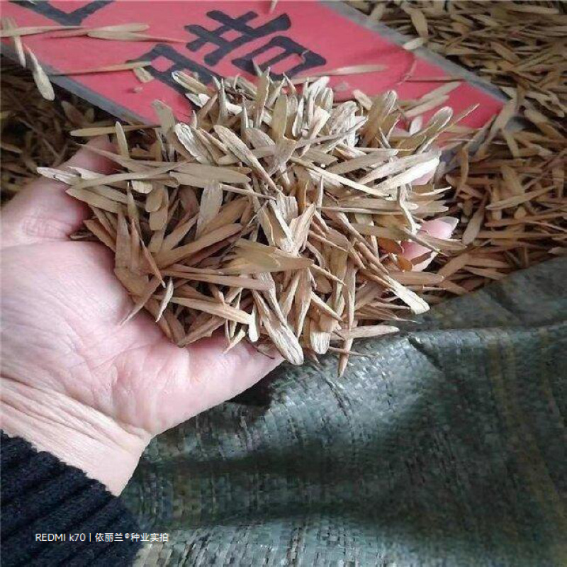 白蜡种子白蜡籽精品小叶白蜡种子优质林木种子