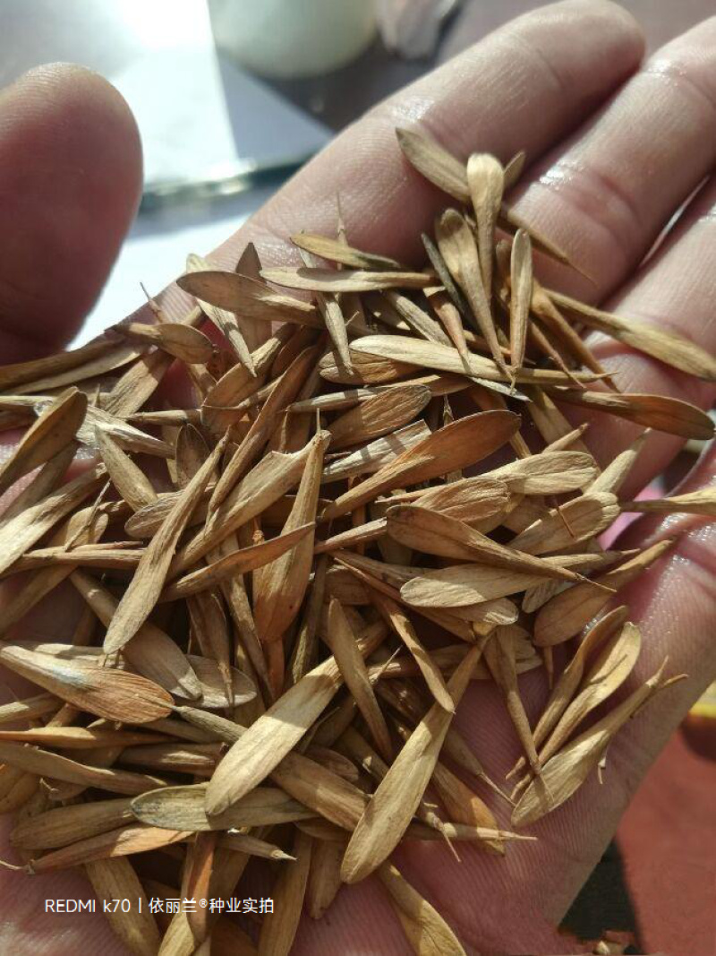 白蜡种子白蜡籽精品小叶白蜡种子优质林木种子