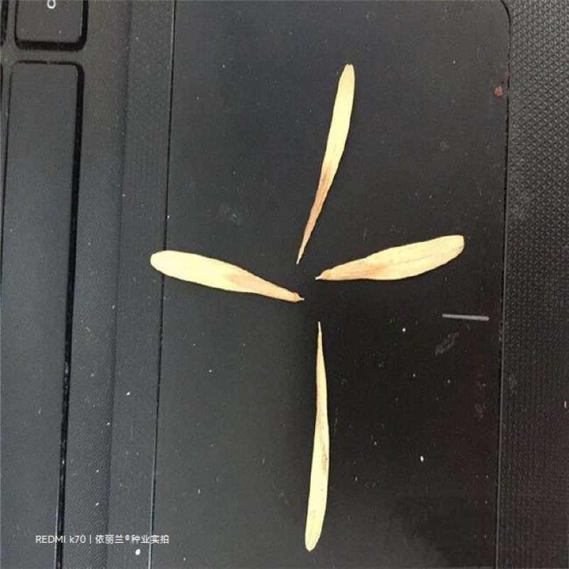 白蜡种子白蜡籽精品小叶白蜡种子优质林木种子