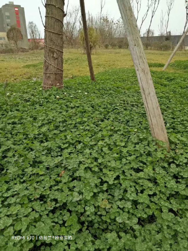 进口白三叶种子红三叶草种子易活四季青草坪牧草绿肥草籽