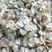 白榆种子大林场新采集包发芽种子公司批发零售