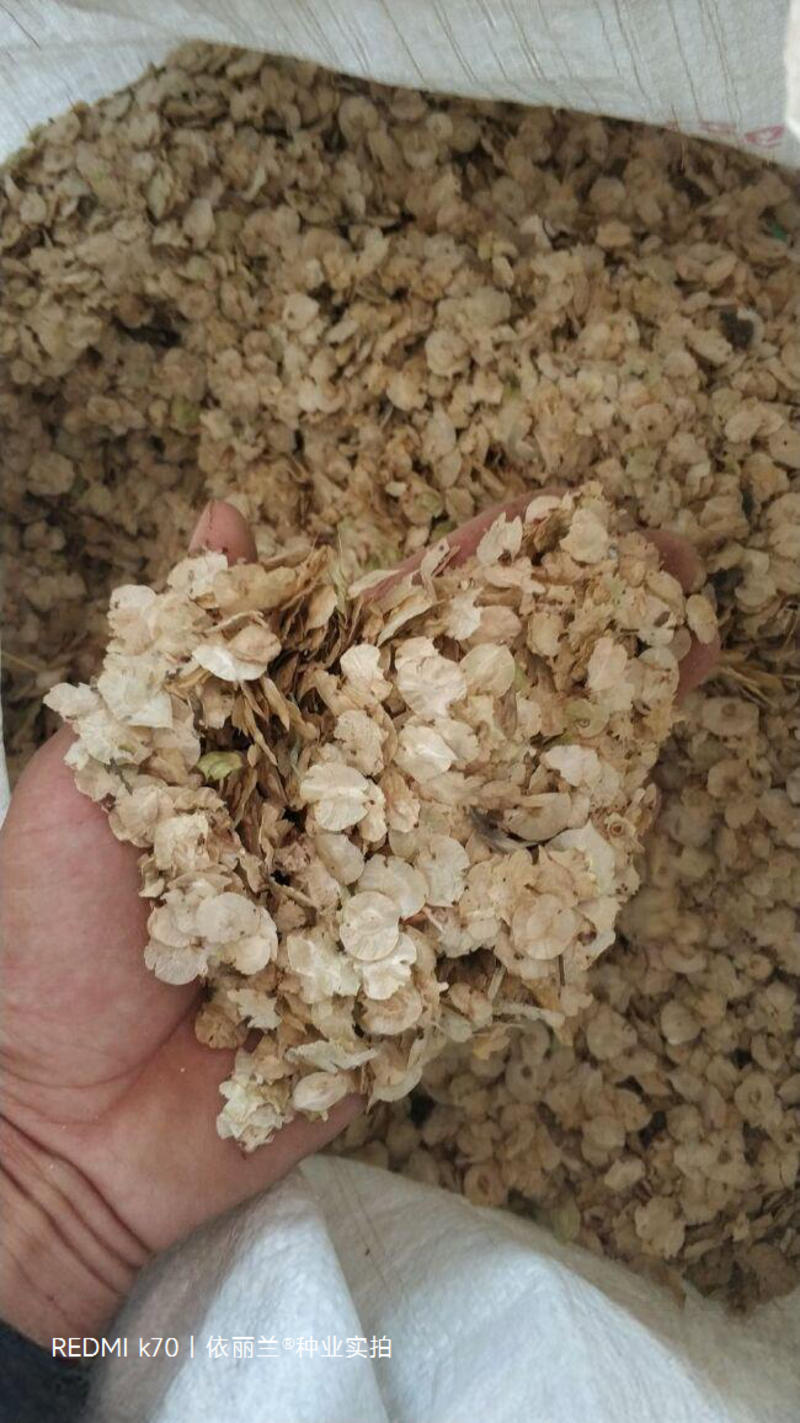 白榆种子大林场新采集包发芽种子公司批发零售
