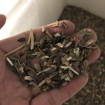百日草花种子四季易种庭院别墅景观花海路边绿化种子