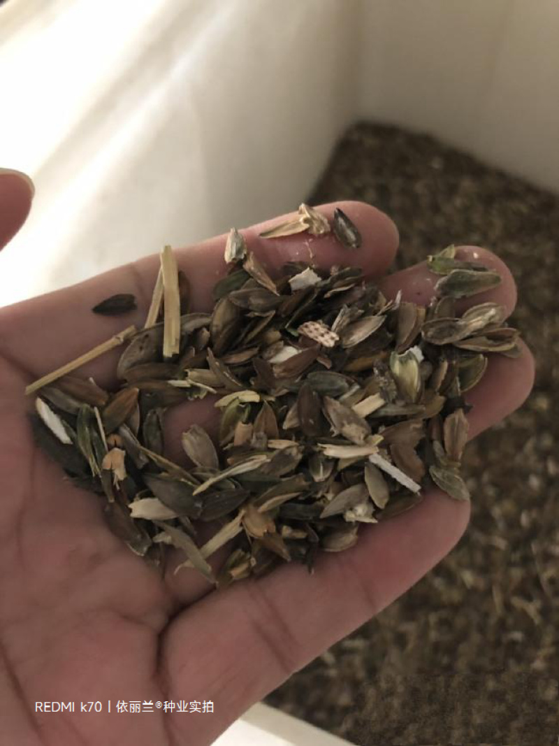 百日草花种子四季易种庭院别墅景观花海路边绿化种子