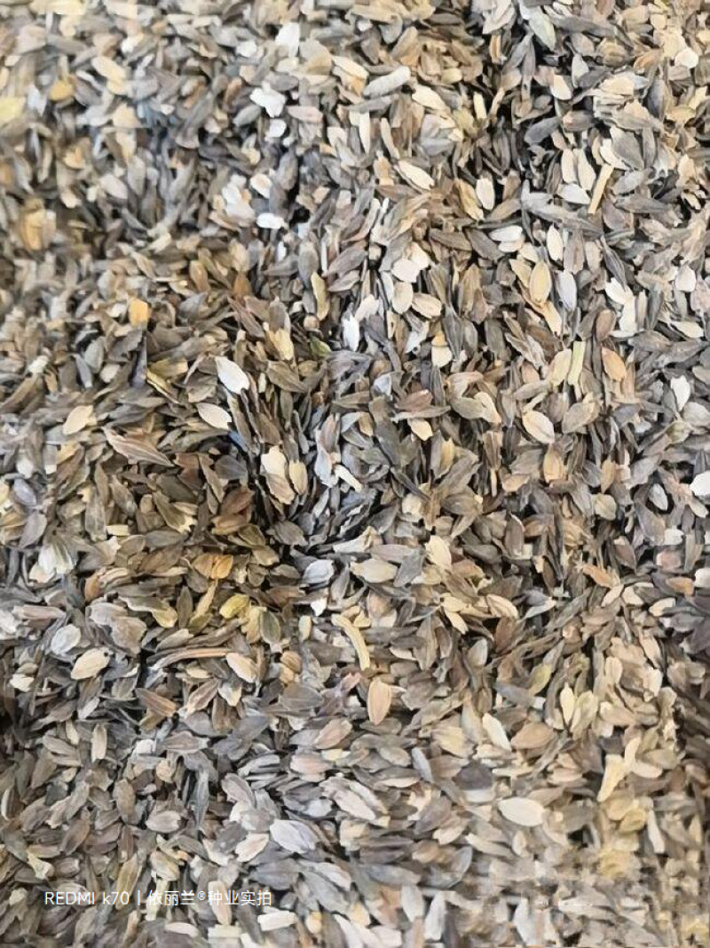 百日草花种子四季易种庭院别墅景观花海路边绿化种子