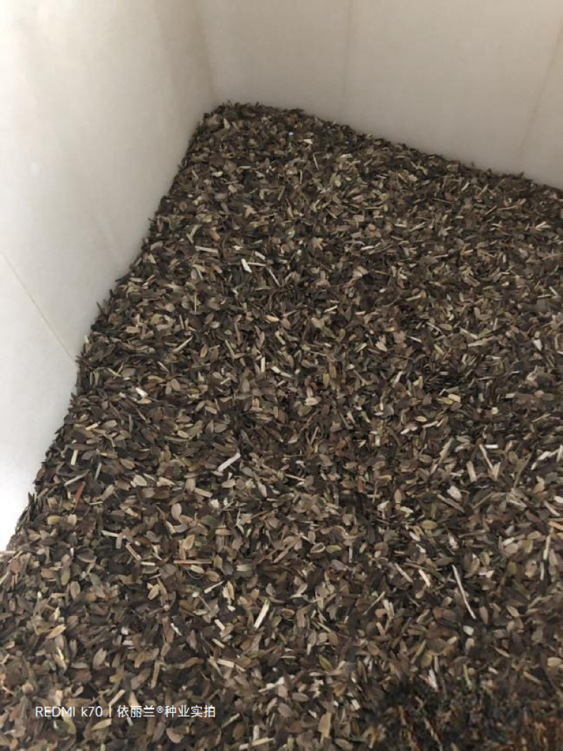 百日草花种子四季易种庭院别墅景观花海路边绿化种子