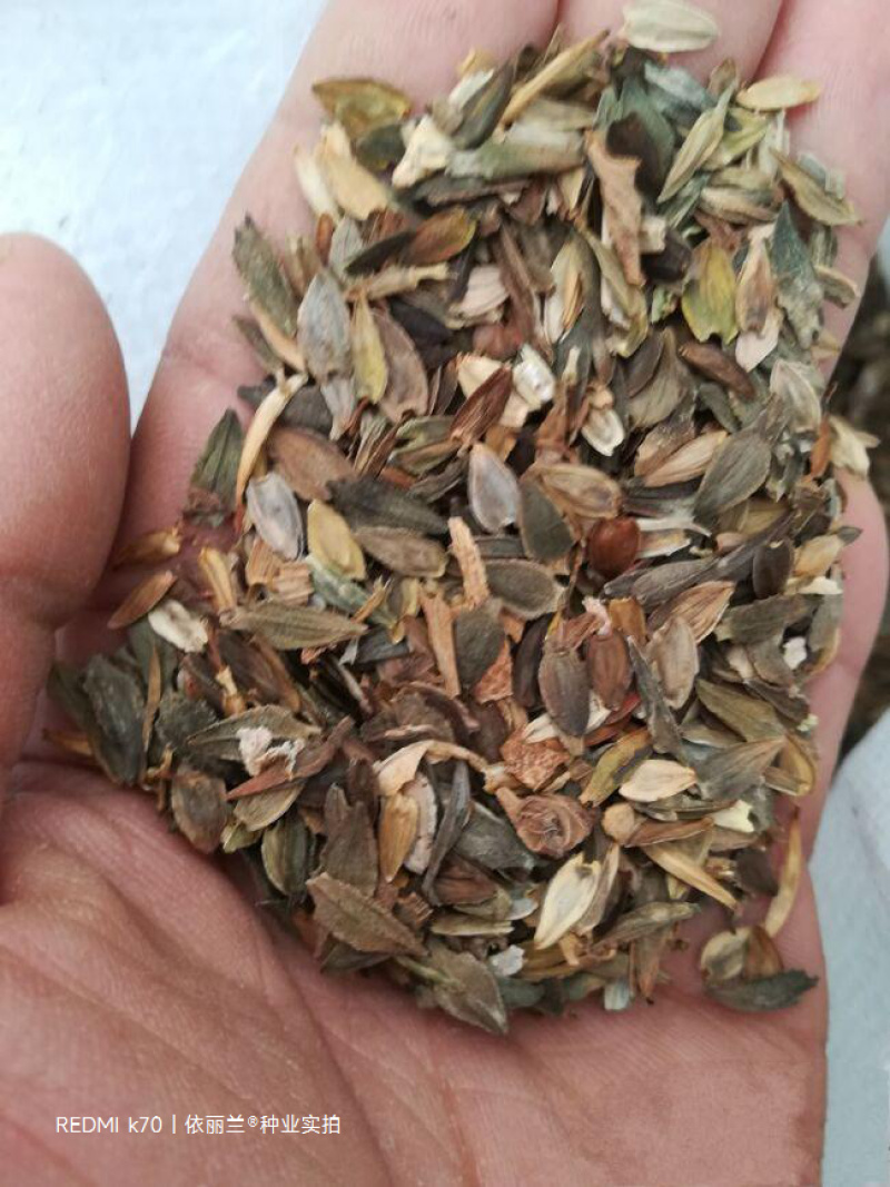 百日草花种子四季易种庭院别墅景观花海路边绿化种子