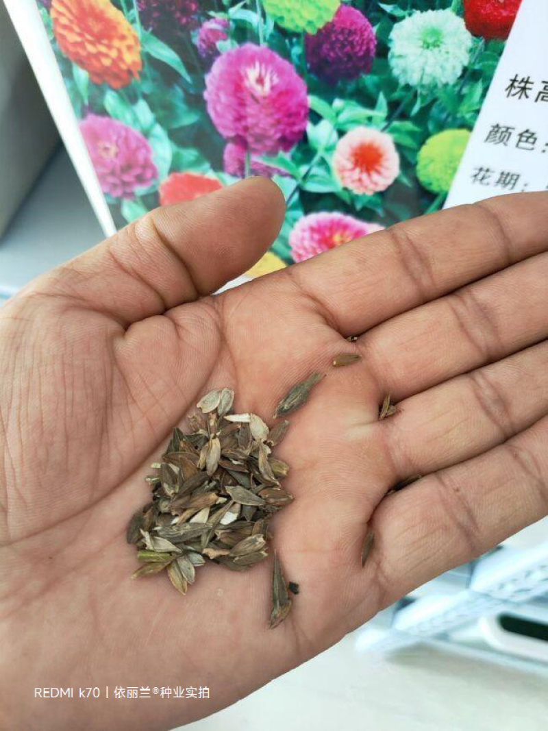 百日草花种子四季易种庭院别墅景观花海路边绿化种子