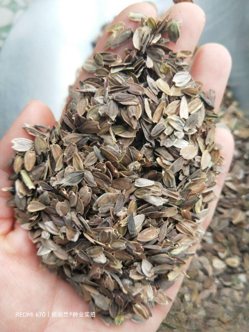 百日草花种子四季易种庭院别墅景观花海路边绿化种子