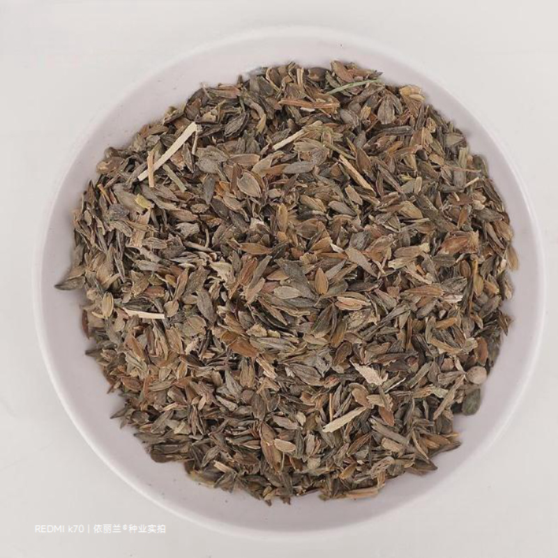 百日草花种子四季易种庭院别墅景观花海路边绿化种子