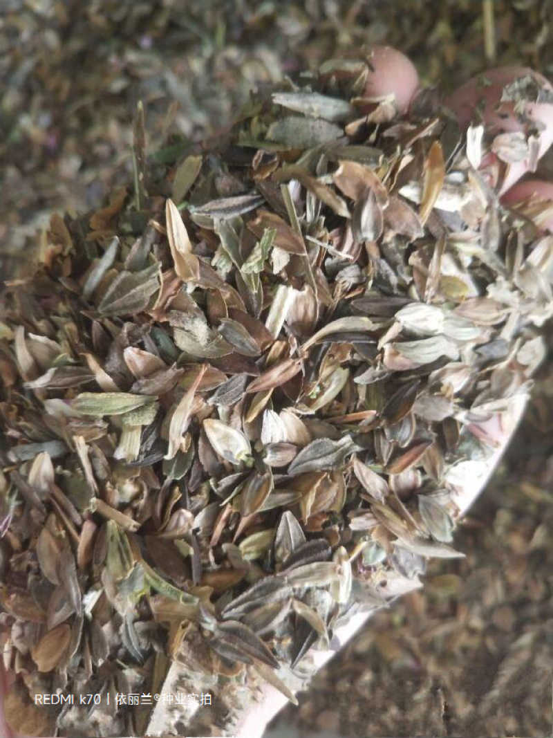 百日草花种子四季易种庭院别墅景观花海路边绿化种子