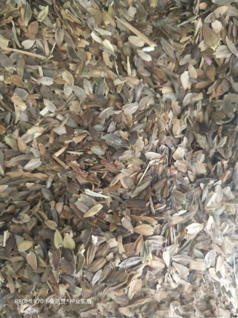 百日草花种子四季易种庭院别墅景观花海路边绿化种子