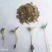 百日草花种子四季易种庭院别墅景观花海路边绿化种子