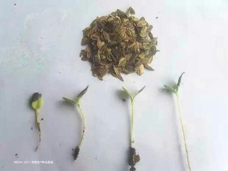 百日草花种子四季易种庭院别墅景观花海路边绿化种子