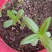 百日草花种子四季易种庭院别墅景观花海路边绿化种子