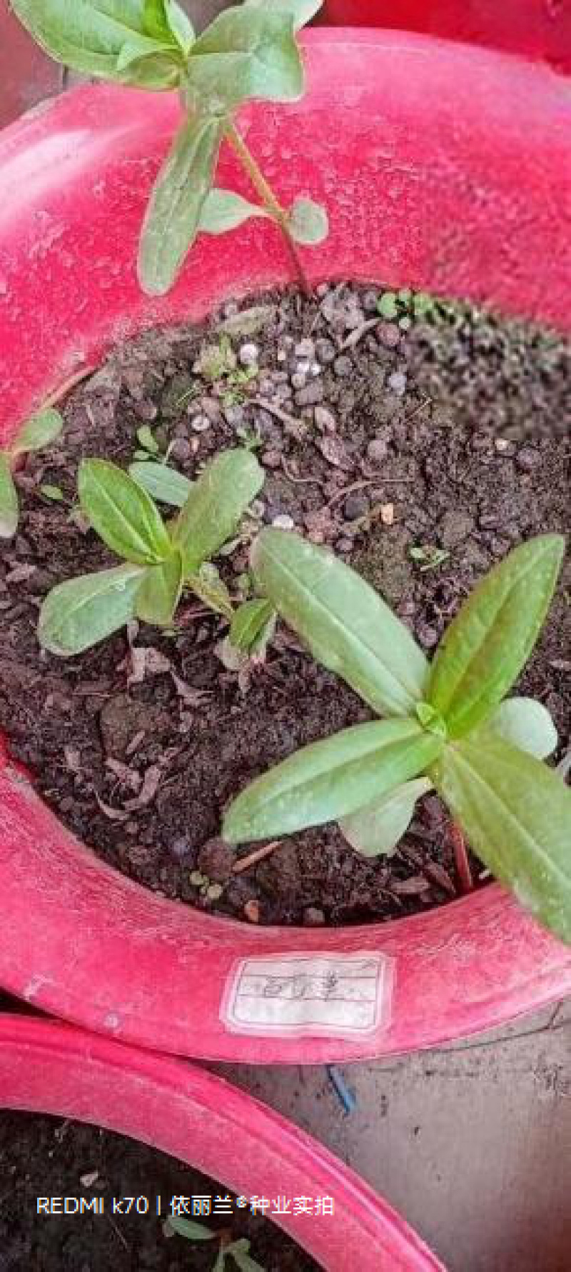 百日草花种子四季易种庭院别墅景观花海路边绿化种子