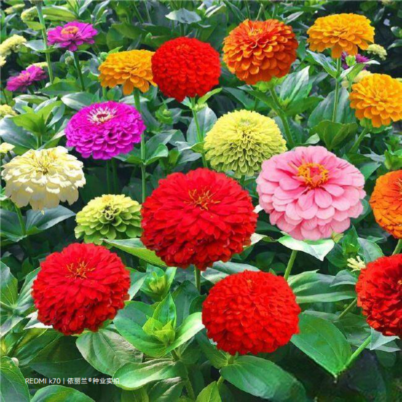 百日草花种子四季易种庭院别墅景观花海路边绿化种子