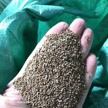 百喜草种子道路护坡水土保持牧草草籽公路堤坝绿化