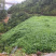 百喜草种子道路护坡水土保持牧草草籽公路堤坝绿化