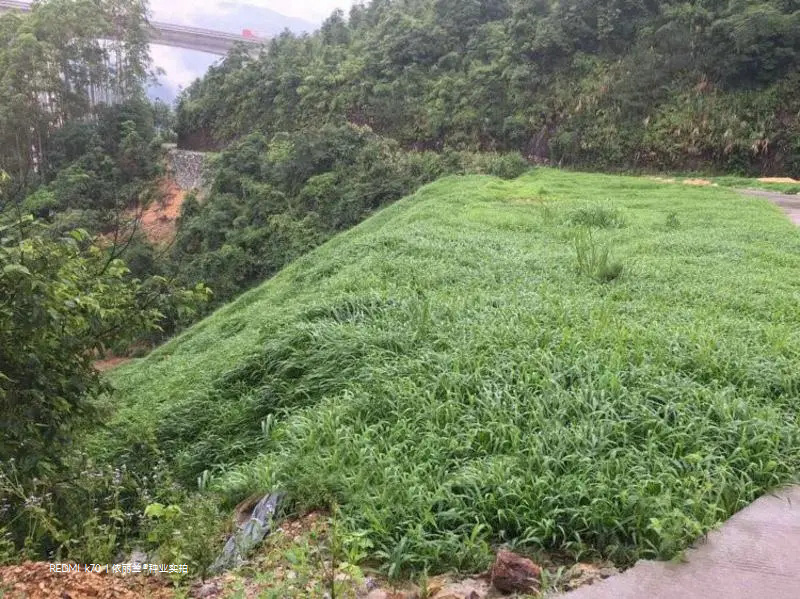 百喜草种子道路护坡水土保持牧草草籽公路堤坝绿化