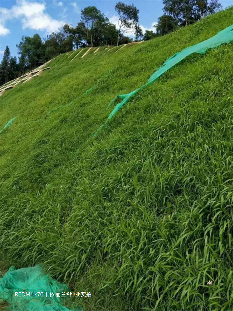 百喜草种子道路护坡水土保持牧草草籽公路堤坝绿化