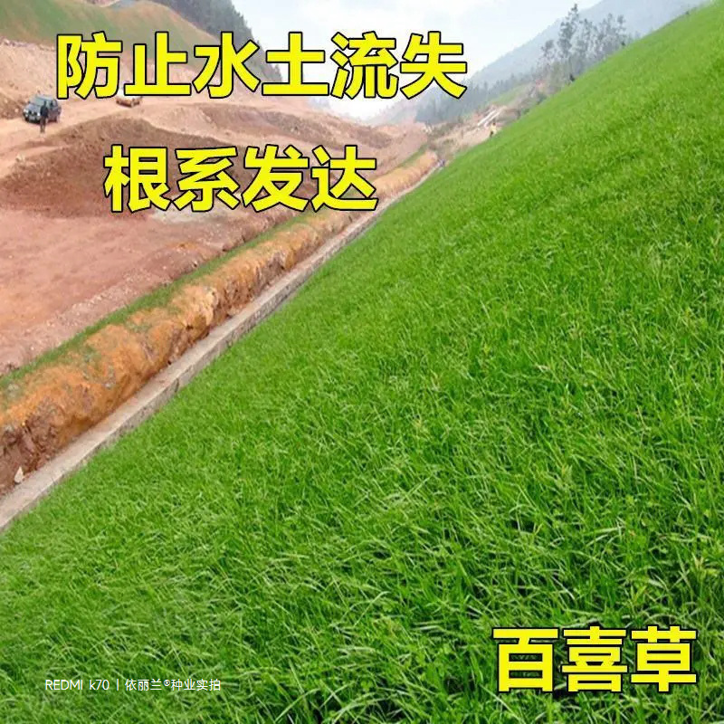 百喜草种子道路护坡水土保持牧草草籽公路堤坝绿化