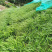 百喜草种子道路护坡水土保持牧草草籽公路堤坝绿化