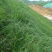 百喜草种子道路护坡水土保持牧草草籽公路堤坝绿化