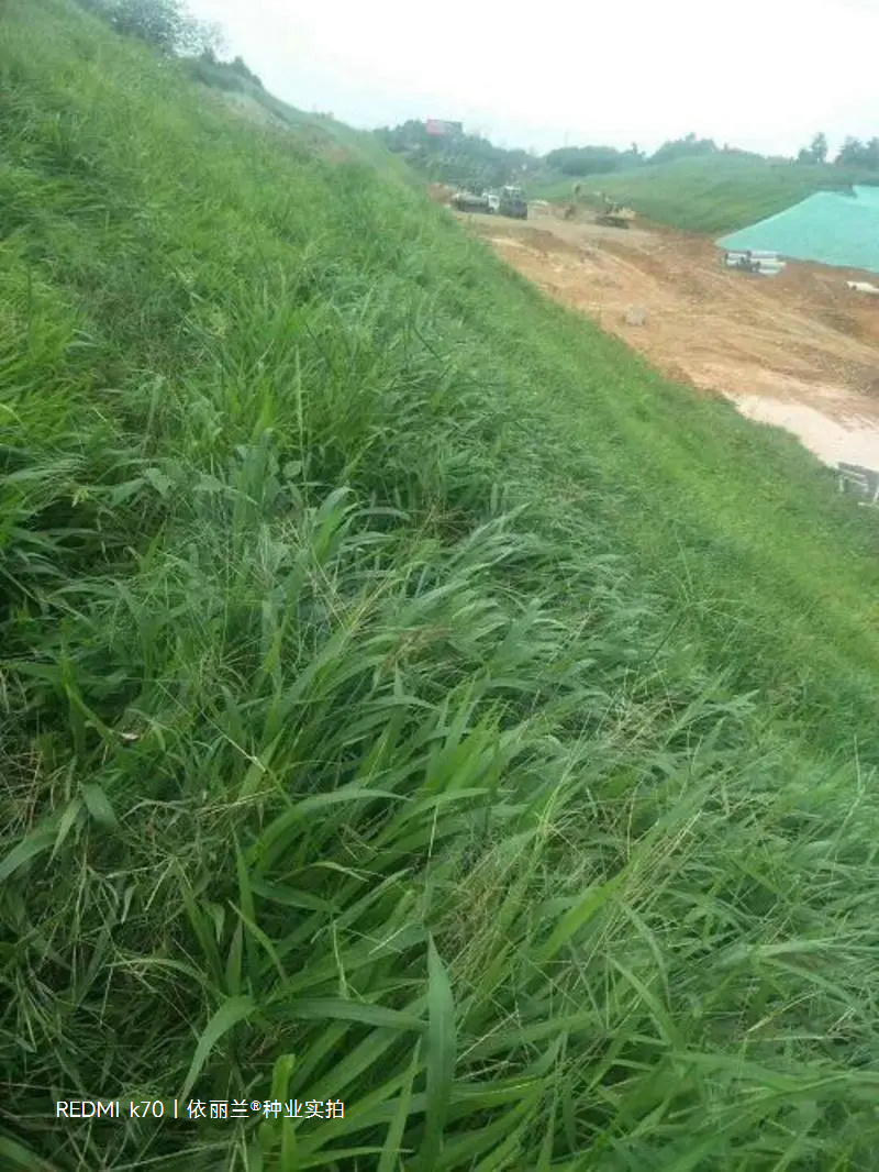 百喜草种子道路护坡水土保持牧草草籽公路堤坝绿化