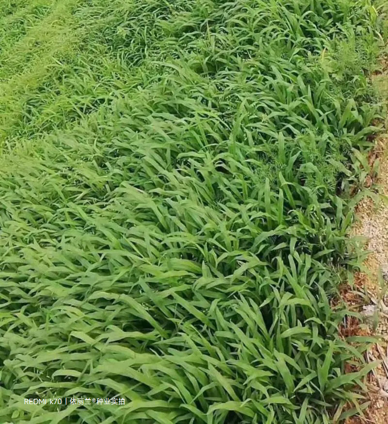 百喜草种子道路护坡水土保持牧草草籽公路堤坝绿化