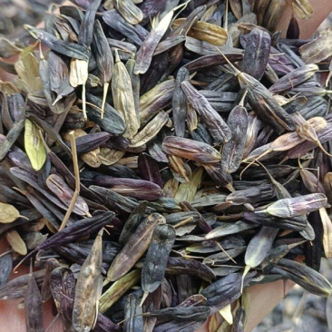 板蓝根种子板蓝根籽包芽率包邮支持大货批发零售板蓝根种