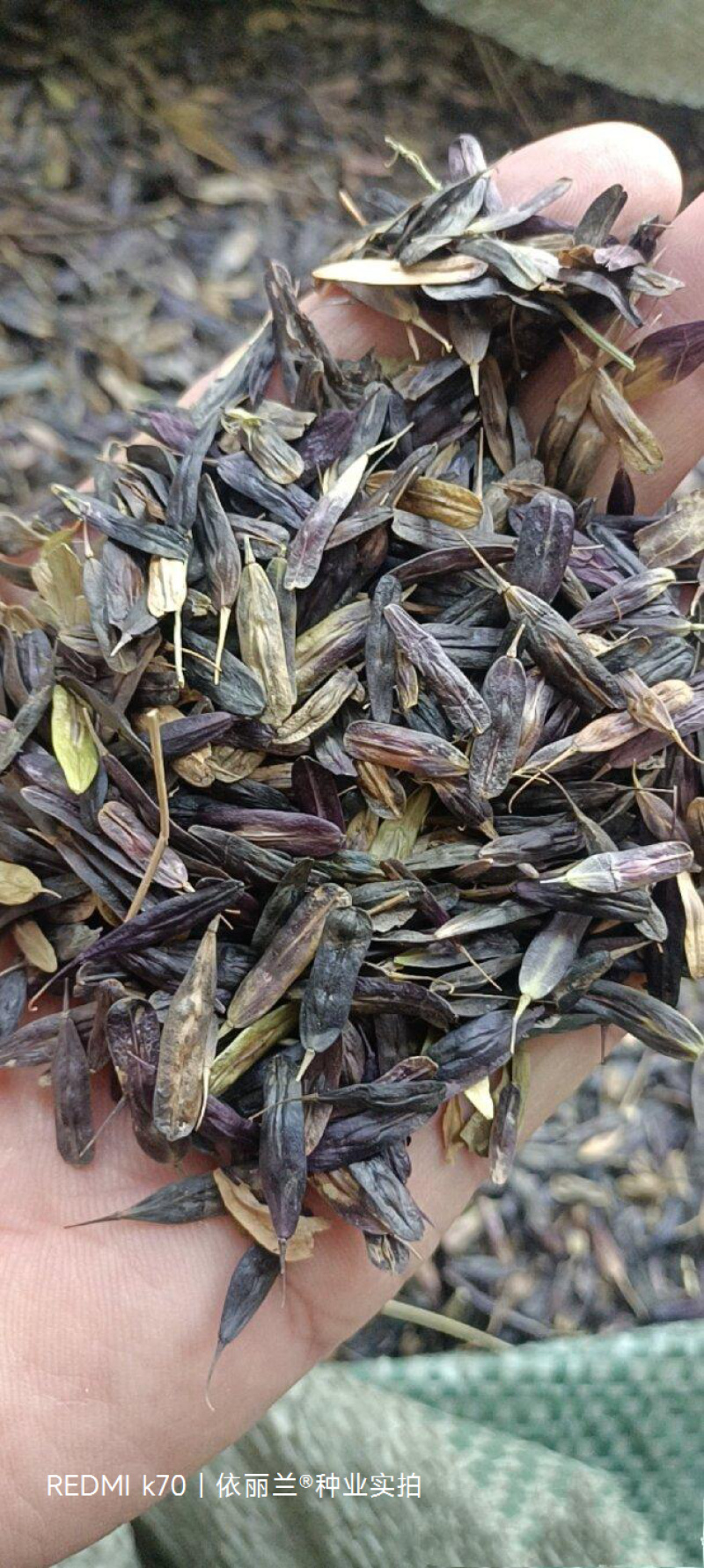 板蓝根种子板蓝根籽包芽率包邮支持大货批发零售板蓝根种