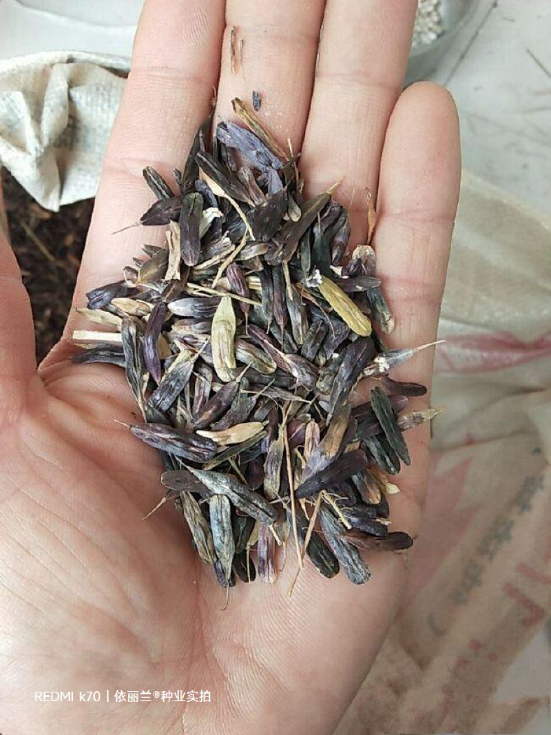板蓝根种子板蓝根籽包芽率包邮支持大货批发零售板蓝根种