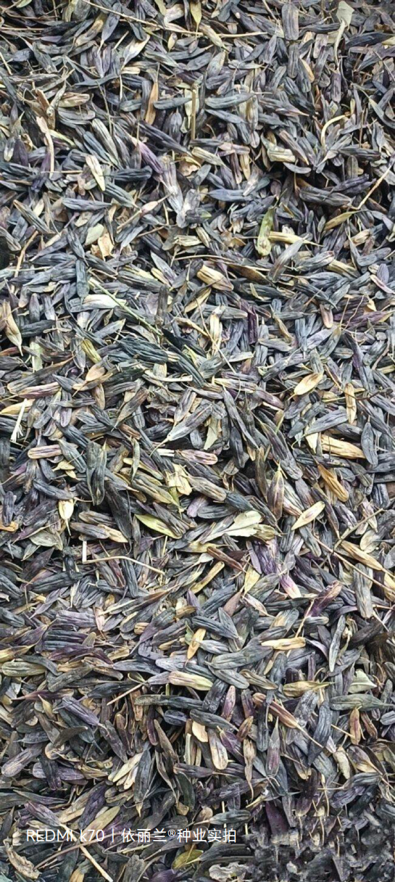 板蓝根种子板蓝根籽包芽率包邮支持大货批发零售板蓝根种