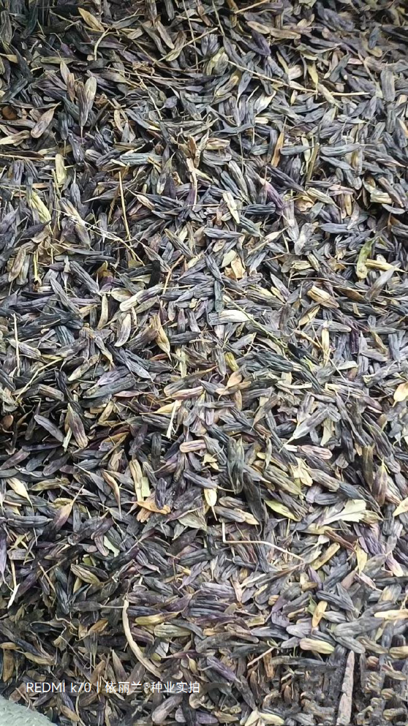 板蓝根种子板蓝根籽包芽率包邮支持大货批发零售板蓝根种