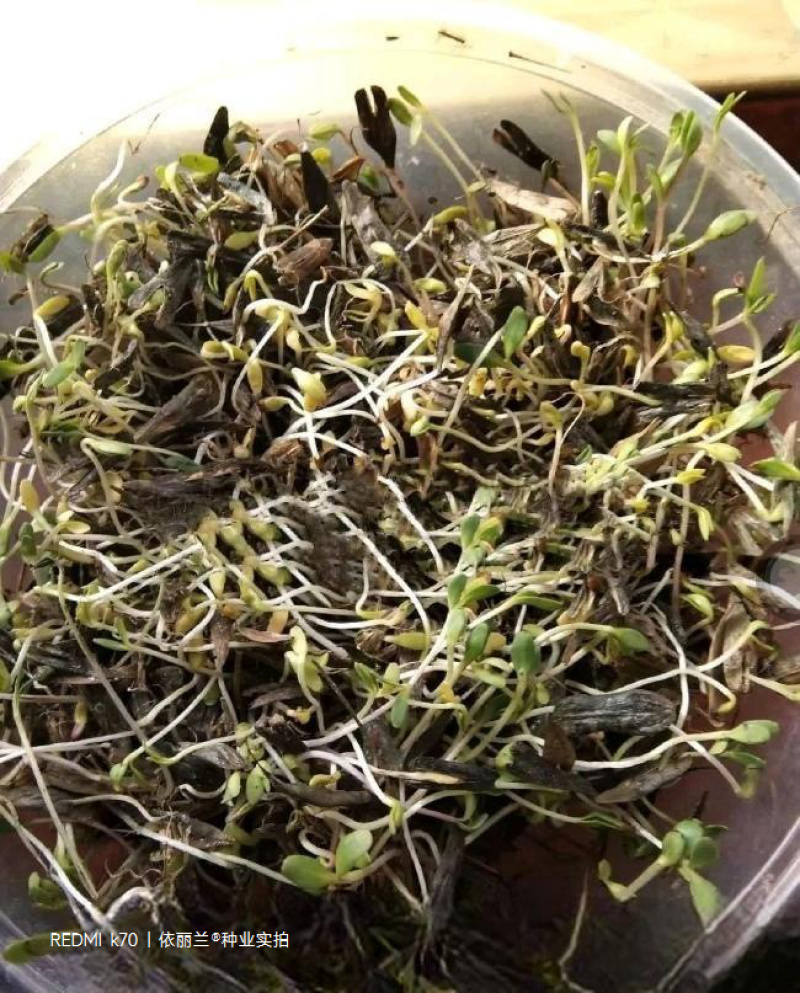 板蓝根种子板蓝根籽包芽率包邮支持大货批发零售板蓝根种