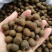 茶树种子特早茶种子耐寒茶叶种子乌牛早龙井各种茶叶种子