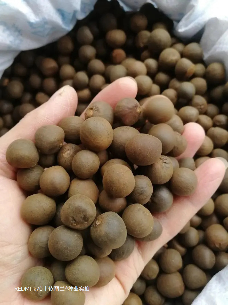 茶树种子特早茶种子耐寒茶叶种子乌牛早龙井各种茶叶种子