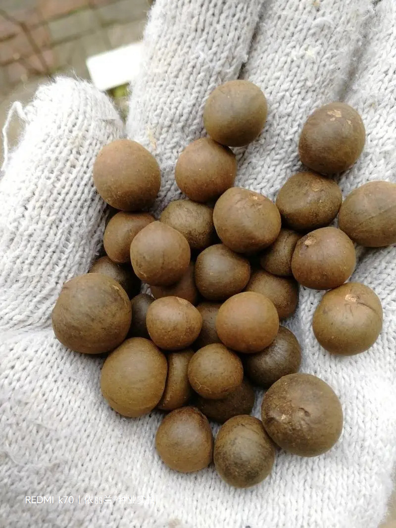 茶树种子特早茶种子耐寒茶叶种子乌牛早龙井各种茶叶种子