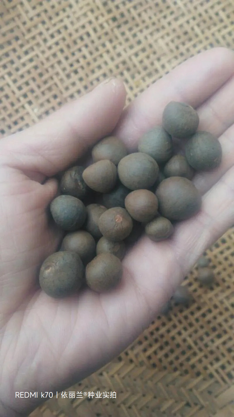 茶树种子特早茶种子耐寒茶叶种子乌牛早龙井各种茶叶种子