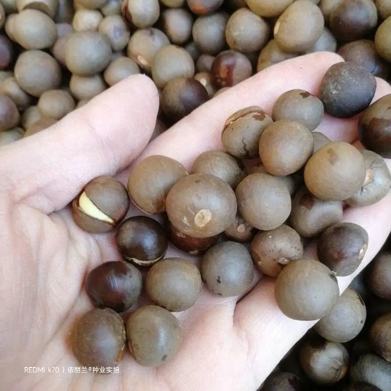 茶树种子特早茶种子耐寒茶叶种子乌牛早龙井各种茶叶种子