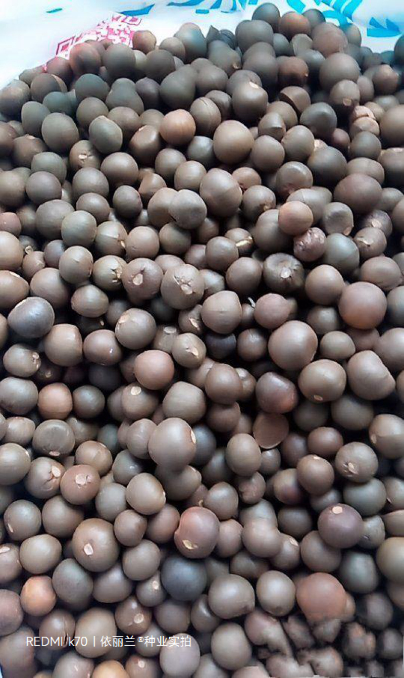 茶树种子特早茶种子耐寒茶叶种子乌牛早龙井各种茶叶种子