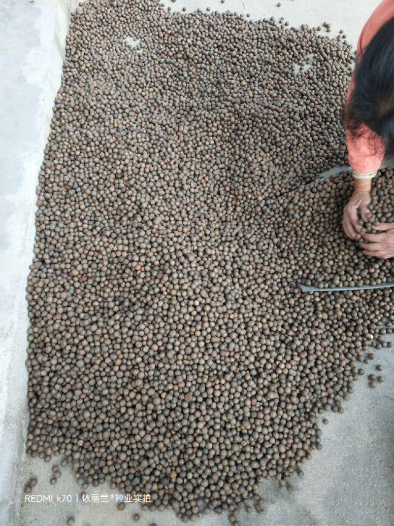 茶树种子特早茶种子耐寒茶叶种子乌牛早龙井各种茶叶种子