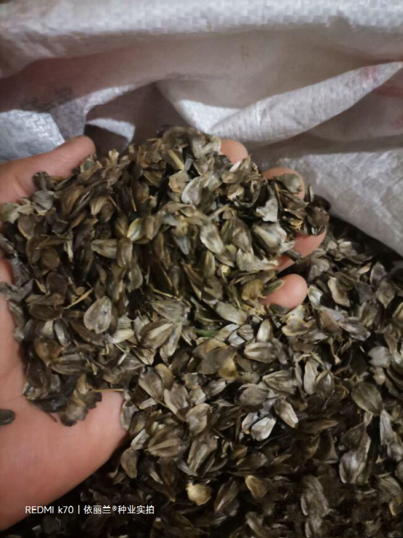 串叶松香草种子牧草种子高产耐寒耐热多年生营养丰富适口性好