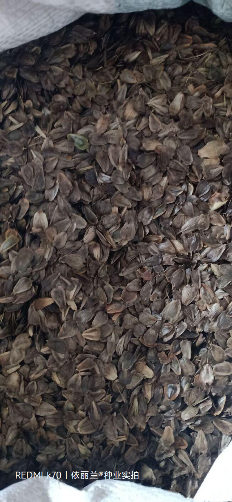 串叶松香草种子牧草种子高产耐寒耐热多年生营养丰富适口性好
